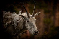 Fauna