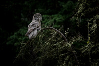 Birds of Prey