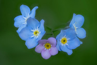 Flora and Fungi