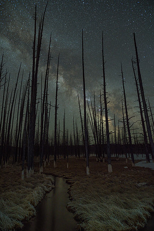 Standing Dead