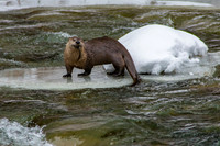 River Otters!