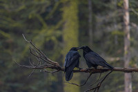 Yosemite